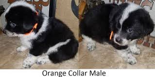 Pembroke welsh corgi puppies available for sale now at very reasonable prices. Welsh Corgi Puppies For Sale Huntington Tx 188812