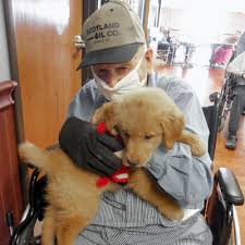 Golden retriever puppy for sale in harrodsburg, golden retriever Golden Retriever Puppy Spends Her Days Cuddling With Nursing Home Residents Familypet