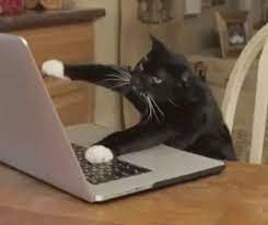 You Can Tell This Cat Is Pretending To Type Because He S Not Using The Home Row Position Cat Work Funny Gif Funny Cat Videos