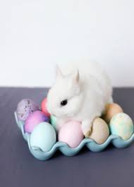 12 Pets Ready For The Easter Egg Hunt Cute Baby Bunnies Baby Bunnies Cute Baby Animals