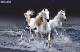 خيول على البحر horse wallpaper horses white horses