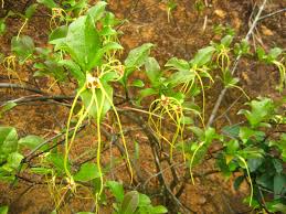 Image result for Strophanthus