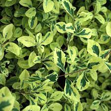 Learn everything you need to know about growing and caring for honeysuckle in your garden. Lonicera Harlequin Terra Nova Nurseries Inc
