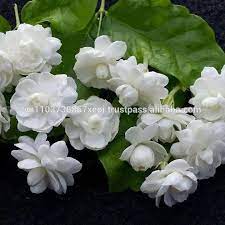 Jasmine is associated with the feminine, maternal aspect of the add the dried flowers to love oil or charm bags to attract love. Natural Organic Dried Jasmine Flower Tea Herb Buy Jasmine Tea Dried Jasmine Flowers Jasmine Flower Export Product On Alibaba Com