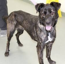 Kevin Mcclintock Members Of The Carthage Over 12 Month Club Animal Shelter Chihuahua Dogs Shelter Dogs