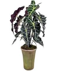 Jual Tanaman Keladi Amazon African Mask Bibit Online