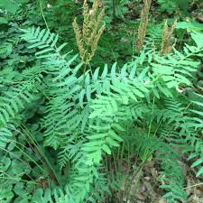 Image result for Osmunda