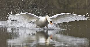 Der erreger wurde bei einer wildgans in lichterfelde nachgewiesen. Geflugelpest In Hessen Bestatigt Landesjagdverband Hessen E V