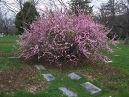 Sun loving flowers that resist deer. Cajun Gardening Sweet Almond Vs Flowering Almond Flowering Trees Bushes Shrubs Flowering Shrubs