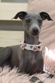 Italian Greyhound Puppy In Marble Collar Greyhound Puppy Italian Greyhound Puppies Whippet Dog Puppy