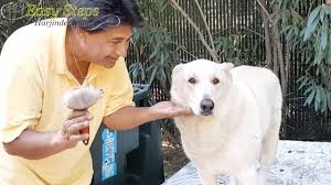 Find & download free graphic resources for alsatian wolf dog. Living With A White German Shepherd Bruno White German Shepherd Grooming Time Youtube