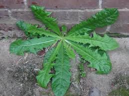 Check spelling or type a new query. Dandelion Piss En Lit Pissabed Taraxacum Officinale