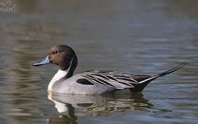 Northern Pintail Anas Acuta Migratory Birds Bird Carving Wildfowling