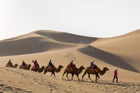 Huge collection, amazing choice, 100+ million high quality, affordable rf and rm images. Camel Caravan Going Through The Sand Dunes In The Gobi Desert C Editorial Photo Image Of Travel Tourist 63636016