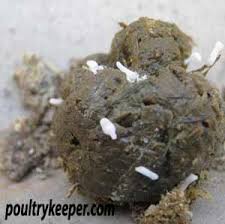 Tapeworm Segments In Dropping Natural Chicken Feed Chickens Raising Quail