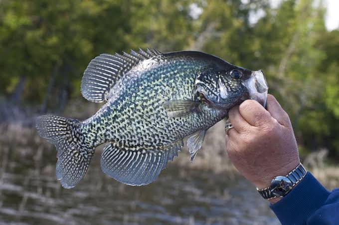 Black Crappie Animal Facts - Pomoxis nigromaculatus - A-Z Animals
