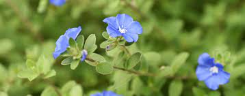 Discover our huge online selection of plants. The Top 12 Groundcover Plants For Florida