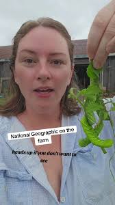 Man Feeds Worms to Chickens from Tomato Plants