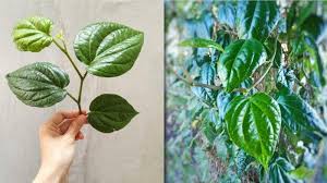 Cara Menghilangkan Bau Badan Dan Bau Ketiak Dengan Daun Sirih Tribun Jambi