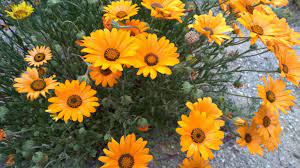 Tips on how to plan a profitable and beautiful cutting garden. How To Start A Cutting Garden