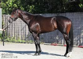 Contribute to fqnews/bnews development by creating an account on github. ãƒ—ãƒ­ãƒãƒ¼ãƒ†ã‚£ã‚ªãŒä¸¸ã‚ã‹ã‚Š ç«¶èµ°é¦¬ãƒ‡ãƒ¼ã‚¿ãƒ™ãƒ¼ã‚¹ ç«¶é¦¬ãƒ©ãƒœ