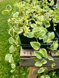 Image result for Vinca major