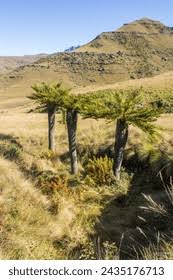 Image result for Erianthemum dregei