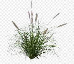 Others Png Download 768 764 Free Transparent Pennisetum Alopecuroides Png Download Grass Photoshop Trees To Plant Forest Background