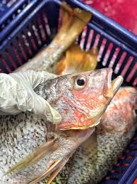 English (us) · suomi · svenska · español · português (brasil). Sea Fresh Golden Snapper Fish Ikan Jenahak çº¢çš‚é±¼63rd Facebook