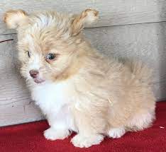 Frenchy Pomapoo Puppy 603100 Puppyspot Pomapoo Puppies Puppy Facts
