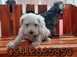 Schnauzer Irk Ozellikleri Yavru Kopek Kopek Minyaturler