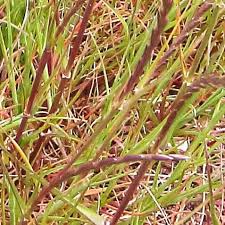 Image result for Microchloa indica