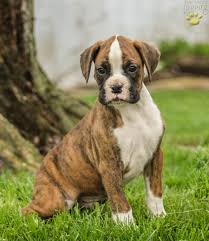 If you are looking to adopt or buy a boxer take a look here! Dakota Boxer Puppy For Sale In Honeybrook Pa Happy Valentines Day Happyvalentinesday2016i