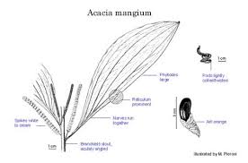 Image result for Acacia mangium