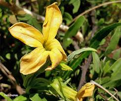 Image result for Exochaenium