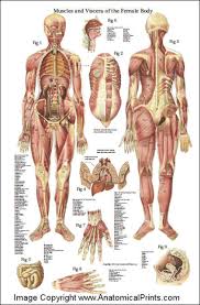 Female body shape or female figure is the cumulative product of a woman's skeletal structure and the quantity and distribution of muscle and fat on the body. Muscles And Viscera Of The Female Anatomy Poster 24 X 36 Clinical Charts And Supplies