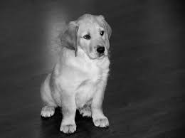 If you are unable to find your labrador retriever puppy in our puppy for sale or dog for sale sections, please consider looking thru thousands of labrador retriever dogs for adoption. Golden Retriever Lab Mix Complete Guide To The Goldador Animal Corner