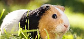 Vitamin c is a potent antioxidant that supports bone and joint health as well as promotes the health of the vitamin c supplements that are sold over the counter at your local pet store may not have an adequate amount. Your Guinea Pig S Diet Exoticdirect