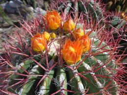 We did not find results for: Flowering Barrel Cactus Of The Southwest