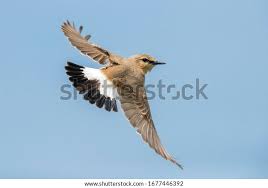 Image result for Isachne buettneri