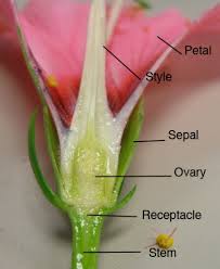 Stigma is the sticky top of a pistil. Hibiscus Flower Dissection Science Stein Secondary School Science