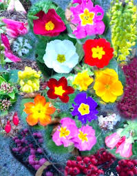 Such as a murder of crows, so, by all means learn them if it interests you. Exploring Collective Nouns By Creating Photo Mosaics Creative Star Learning I M A Teacher Get Me Outside Here