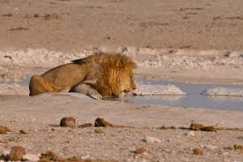 In unserem namibia urlaub werden die schönsten seiten des landes besucht. Namibia Reisen Rundreisen Namibia Urlaub Thoba Reisen