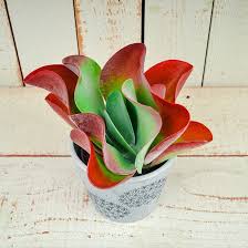 Suculentas Kalanchoe Thyrsiflora Variedad Red Lips Suculentas Plantas Suculentas Variedades