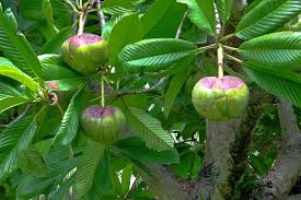 The elephant tree is the rare, northernmost species of small, aromatic, tropical family which is extremely. 3 Amazing Health Benefits Of Elephant Apple Ayur Times