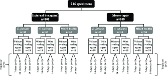 Organization Chart Illustrating The Division Of The Groups