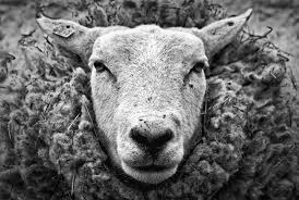 Black And White Sheep Black And White Sheep Sheep Ranch Sheep Farm Animals