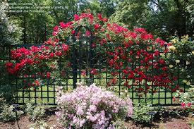 Looking for a good deal on rose fence? Plantfiles Pictures Kordesii Rose Shrub Rose Dortmund Rosa By Loretta Nj