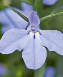 Image result for Lobelia erinus