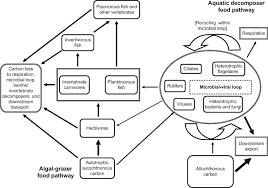 A complex of interrelated food chains. Food Web Ecology An Overview Sciencedirect Topics